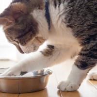 猫が『お皿の外』にご飯を出して食べる理由3つ　止めてもらうための改善策まで