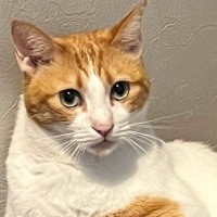 玄関のベンチでくつろいでいた猫…まるで人間のような『衝撃のポーズ』に爆笑の声「おじさん発見ｗ」「家の主にゃんこｗ」と11万表示