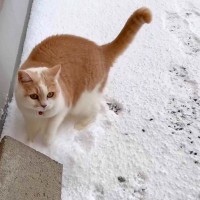 庭に雪が積もった日→猫は『コタツで丸くなる』かと思いきや……まさかの光景に「小さいイヌ入ってる？ｗ」「かわいいったらないｗ」と19万表示