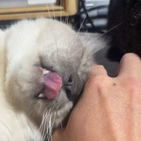 『全力で甘えてきた猫』を撮影していると、突然……まさかの瞬間に「素になるの人間っぽいｗ」「思わず笑っちゃった」と笑顔になる人続出