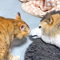 同居犬に甘えたいネコ→鳴き声でアピールして…たまらなく可愛い『愛が止まらない光景』に反響「ずっと見ていられる」「どうなるのか楽しみ」