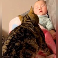 ソファで眠る赤ちゃん→ネコが『暖まるため』に近づくと…ずっと見ていたくなる『尊い光景』に「仲良し」「どちらもかわいいｗ」と反響の声