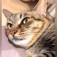 ネコに『今日は何をしていたのか』と聞いた結果…どう見ても『言葉を理解している光景』が20万再生「会話が嬉しいんだろうね」「癒された」