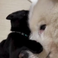 保護された子猫→『優しい先住犬』と2か月一緒に生活した結果…泣けるほど尊い光景が25万再生「理想の組み合わせ」「可愛すぎてたまらん」