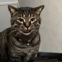 夜中に『助けを求めてきた猫』→何かあったのかと思ったら……『まさかの展開』が80万再生「言いつけに来たのかな」「平和でよかったｗ」