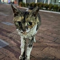 10年以上も外で過ごしていた『ボロボロの地域猫』→保護されると…当時が嘘のような『現在の様子』に「別の猫みたい」「よかったねぇ」と感動