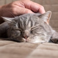 『心優しい猫』に多くみられる特徴5つ　性格に影響する要因から温厚に育てるコツまで