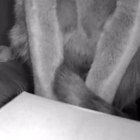 見守りカメラの角度を『上』に向けていったら、猫が…「おもろすぎるｗｗ」「声出して笑った」まさかの光景が107万再生「ホラーやんｗ」