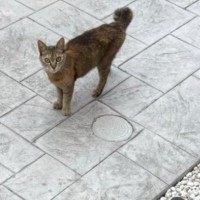 『さすがに、2匹は飼えない』捨てられた猫と出会った結果→家の前で『出待ち』していて…涙あふれる展開が27万再生「泣けるなぁ」「素敵」