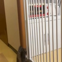 子猫がキッチンに入れないように『柵』を設置した結果…想定外な『まさかの展開』が304万再生「え？で吹いたｗ」「爆笑してしまった」
