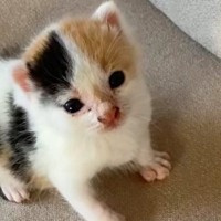 こんなに小さかった『赤ちゃん猫』が、１年後……「いや貫禄ｗ」「立派になったｗ」思わず笑う『劇的なビフォーアフター』が12万再生