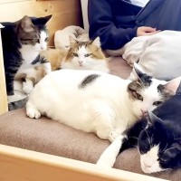 息子さんがベッドにいると、５匹のネコが集まって…想像以上に『愛されている光景』が話題「科学的に解明してほしい」「猫たちから人気すぎ」