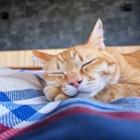 猫と『別々に寝る』ことのメリット3つ　お互いに良い影響がある場合も？