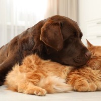 26歳の「超シニア猫」をやさしくグルーミングする同居犬　その深い絆にネット民から感動の声