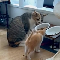 食事中に近づいて『先住猫に怒られていた子猫』→２年後…驚きのビフォーアフターが12万再生「でけぇｗｗ」「すごい小さかったのにｗ」と話題