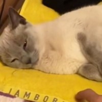 ケージから出たそうにしていた『トライアル2日目の猫』→開けてみると……まさかの光景に「もう心配ないねｗ」「なんという可愛さ」と反響