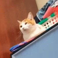収納ケースの上に乗っていた『猫』→名前を呼んでみたら…まさかの反応に爆笑の声続出「チラ見するなｗｗ」「やれやれ感ｗ」と29万再生
