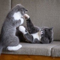 猫がケンカ中に『お腹を見せる』意味とは　実は負けを認めているわけではない？