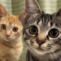 譲渡会で出会った『険しい表情のきょうだい子猫』を迎えた結果…心温まる『1年間の軌跡』が53万再生「愛があふれてる」「勝手に落ちた顔ｗｗ」
