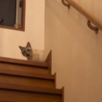 『261万再生』大好きなお兄ちゃんが『転勤』で家からいなくなったら…愛猫がとった行動に「あかん涙が止まらん」「絶対泣いちゃうやつ」