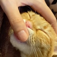 指ちゅうちゅうをやめられない『赤ちゃんすぎる猫』→指を離すと……まさかの光景が413万再生「キャッワイイなぁ」「ずっと幸せでいてほしい」