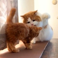 赤ちゃん猫が先住猫に近づいた結果→戸惑っている様子で…『愛おしいやり取り』が18万再生「言い聞かせてる」「叩かないの優しい」と称賛