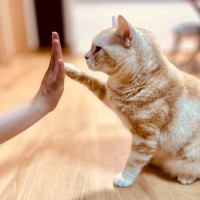 猫が前足で『ちょいちょい』触ってくる理由5つ　どんな意味があるの？上手な応え方まで