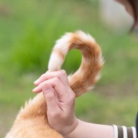 猫が『尻尾をぶつけてくる』ときの理由3つ　読み取れる心理や上手な応え方