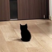 家族の帰宅を待つ『赤ちゃん猫』→ドアが開くと……とんでもなく尊い『お出迎えの光景』が268万再生「2頭身がたまらん」「キュンときた」