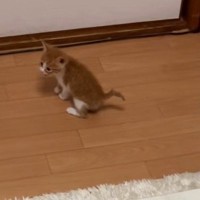 ミーミーと鳴いていた子猫→『飼い主さんを見つけた』次の瞬間……「涙が出るほど可愛い」たまらない光景が51万再生「逃げ切れる自信ないｗ」