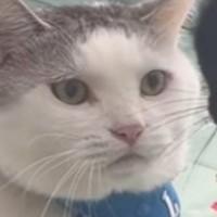 近づいてきた新入り猫を『じっと見つめる先住猫』…圧倒的な『貫禄』が凄すぎると12万再生「なんちゅう圧」「物凄いオーラを感じる」