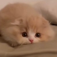 ふわふわの小さな子猫→飼い主さんに狙いを定めると…思わず笑みがこぼれる『可愛すぎる瞬間』に「わたあめやんｗ」「最高にたまらない」の声