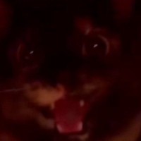 威嚇した相手が『飼い主だと気付いたネコ』→次の瞬間……信じられないほど可愛い反応が514万再生「表情と声がたまらないｗ」「許す一択」