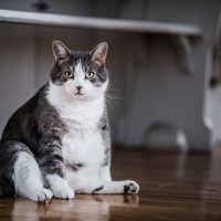 猫の『座り方に違和感』があるときに考えられる病気5つ　見逃せない症状から対処法まで