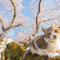 春に増加する『猫の健康トラブル』3選　主な原因から体調管理のコツまで