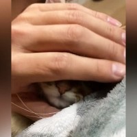 子猫の顔を『なでなで』していたら……「吹いたｗ」「ほぁぉって鳴きそう」予想を超える『衝撃のビジュアル』が63万再生「会社で爆笑した」