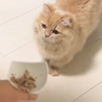 猫のために頑張って作った『マグロ料理』→目の前に置いてみると…「大爆笑したｗ」予想外すぎる展開が62万再生「結構念入りｗ」「ツボｗ」