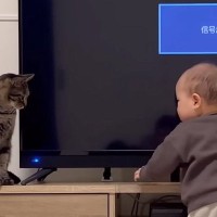 テレビの方に向かう『赤ちゃんと猫』→見守っていると…可愛すぎる『まさかの光景』に癒される人続出「優しいお姉ちゃん」「上手いｗ」と8万再生