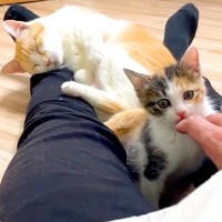 座っていると、保護子猫と先住猫が足の間に集まってきて…悶絶級に尊い『幸せな時間』が話題「甘えん坊の二匹かわいい」「みんなで温かそう」