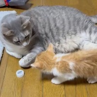 横になっていた先住猫→子猫が襲いかかってきた結果…想像を超える『可愛すぎる光景』が39万再生「尊いｯｯｯｯ」「思わず声が出た」