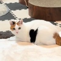 伏せていた猫→ゆっくりと起き上がると……予想外の展開と『可愛すぎる模様』が81万再生「模様に目がいったｗ」「ハートを届けにｗ」