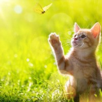 猫が生涯を終えて渡る『虹の橋』ってどんな場所？死後の世界にまつわる3つの説とは