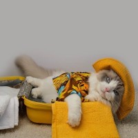 猫が認識しやすい『好きな色』3選　人との見え方の違いや生活に取り入れるメリットまで