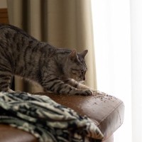 猫が『問題行動』を起こすときの原因5つ　見て見ぬフリは絶対NG？改善策まで解説