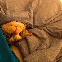 夜、猫がふとんに入ってきて…一緒に寝るかと思いきや『想定外の光景』が15万再生「前世の記憶が目覚めたような顔」「一緒にいたいんだよね」