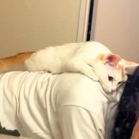 抱っこが苦手なネコ→『背中によじ登ってきた』と思ったら…悶絶級に可愛い『予想外の光景』に反響「天使」「こんな甘え方されたらたまらん」