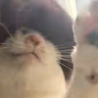 パンをこねるように『グリグリと撫でられるネコ』→嫌がるかと思いきや…まさかの光景が可愛すぎると話題「ネコをコネコネ」「されるがままｗ」