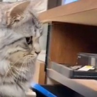 レコーダーを見つめる猫→『ディスクトレイが閉じようとした』次の瞬間……爆笑の展開が19万再生「予想外のパターンｗ」「タイミングｗ」
