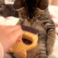 お腹をブラッシングされる子猫→飼い主さんが『手を止める』と…まさかの反応が293万再生「ぽっこりお腹が可愛すぎる」「悶えたｗｗ」