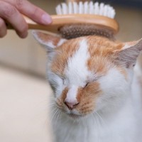 猫が虜になる『ブラッシング』の方法3選　ブラシの選び方から適切な頻度まで